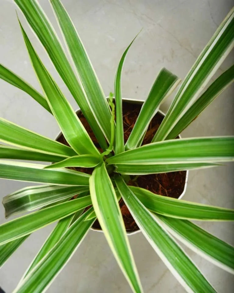 Chlorophytum (Spider plant)