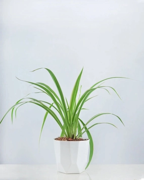 Chlorophytum (Spider plant) medium flower pot  