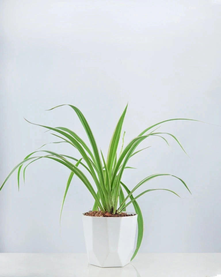 Chlorophytum (Spider plant) medium flower pot  