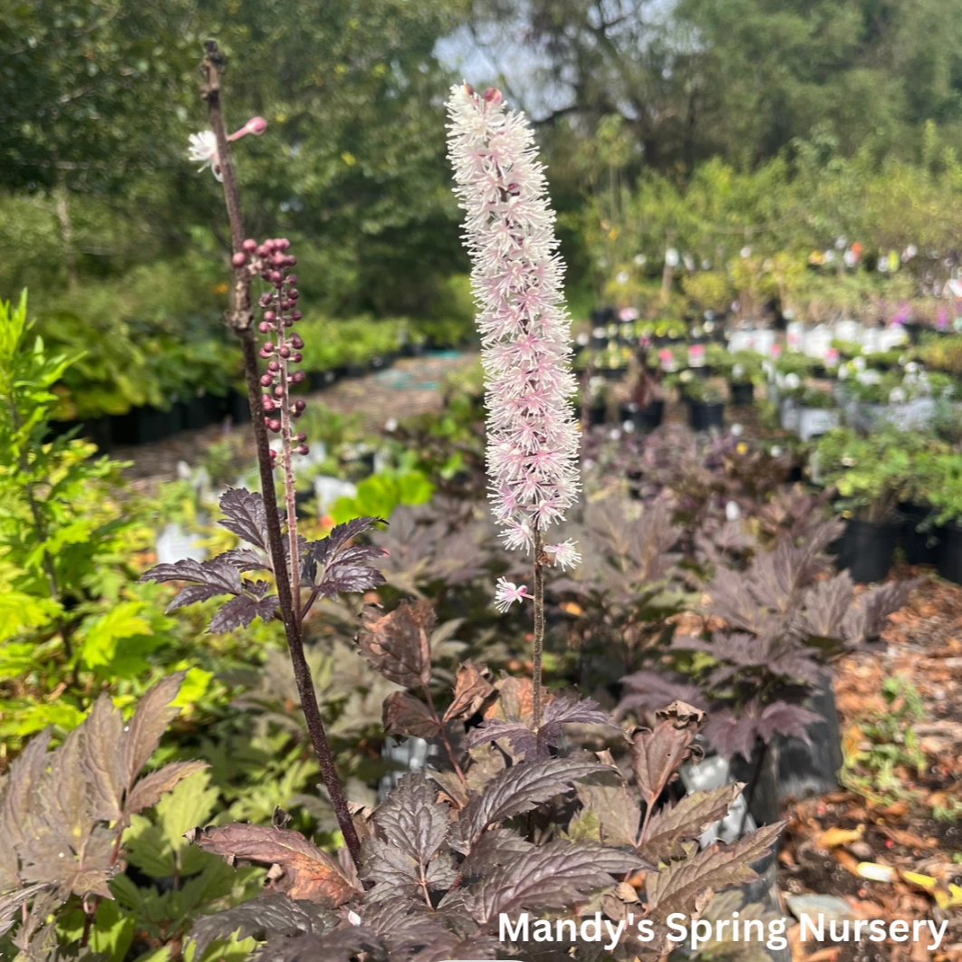 Chocoholic Black Snakeroot (Bugbane) | Cimicifuga/Actea single layer plant shelf  