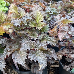 Chocolate Shotgun Astilbe | Astilbe 'Chocolate Shotgun' single layer plant shelf  