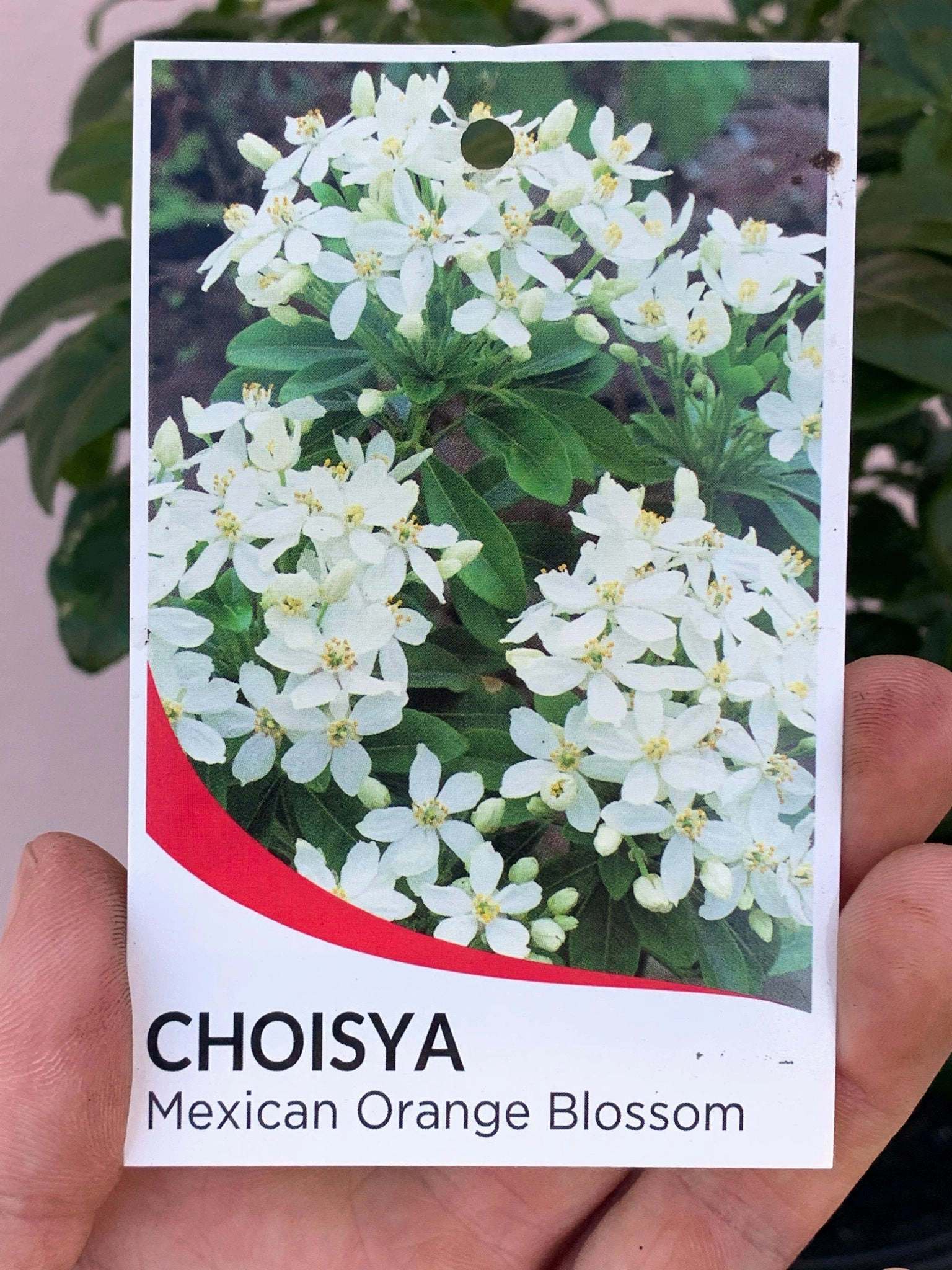 Choisya ternata small flower pot  