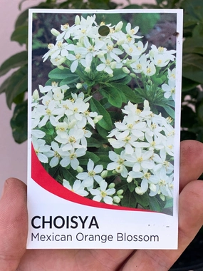 Choisya ternata small flower pot  