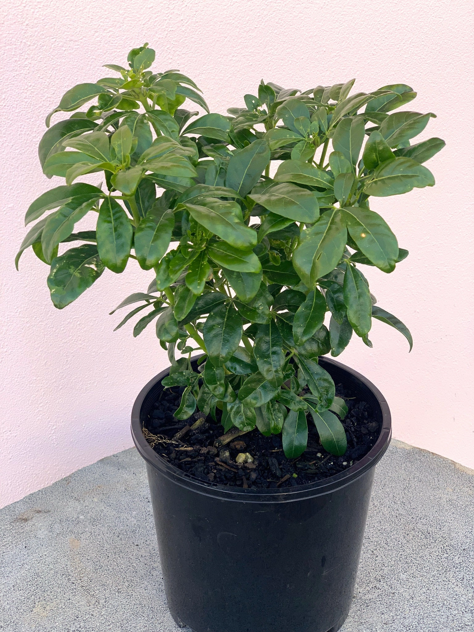 Choisya ternata