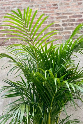 Chrysalidocarpus lutescens "Areca Palm" 12" medium flower pot  