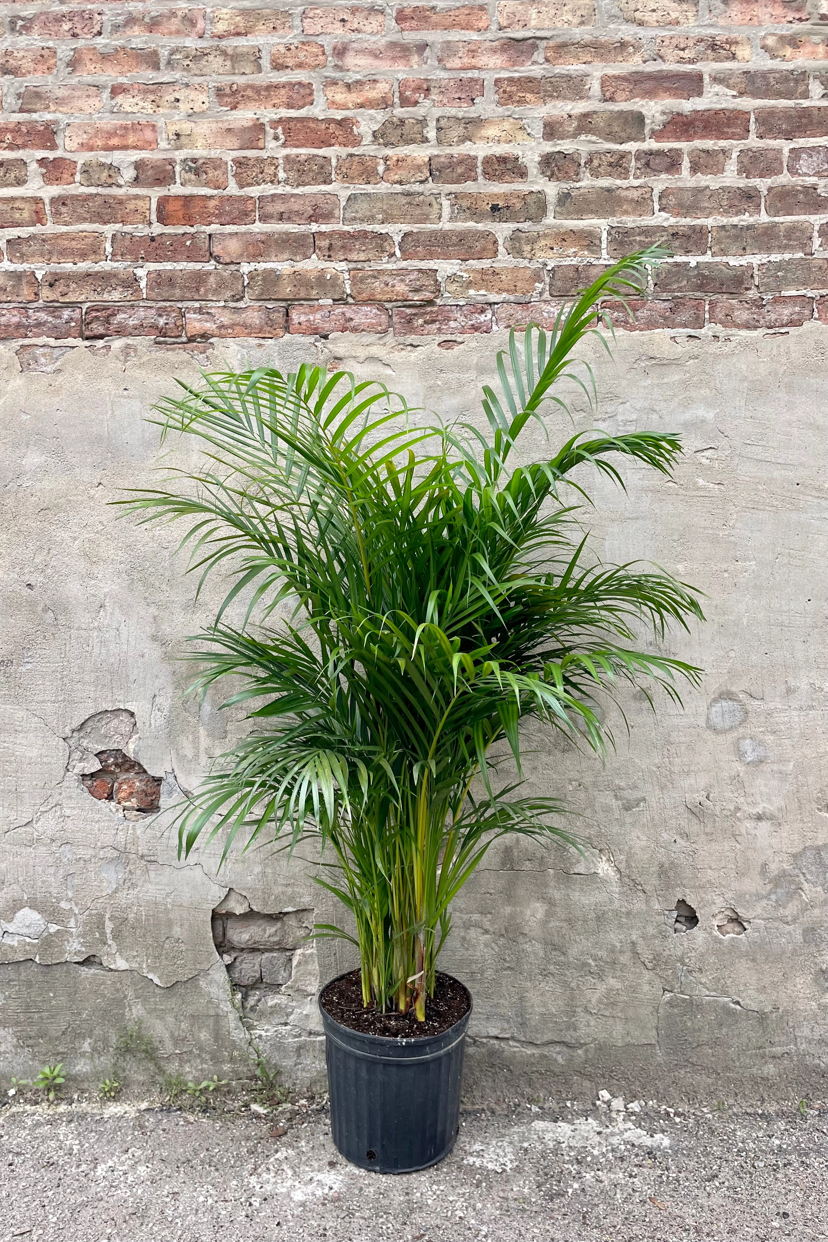 Chrysalidocarpus lutescens "Areca Palm" 12"