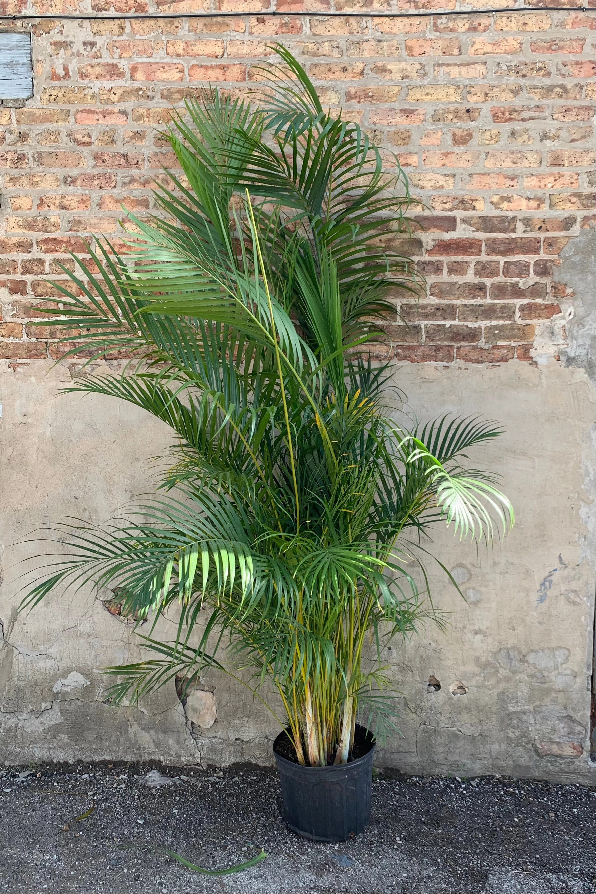 Chrysalidocarpus lutescens "Areca Palm" 14"