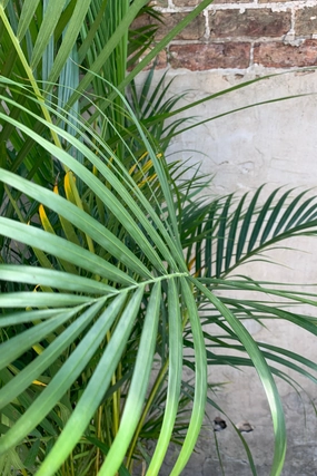 Chrysalidocarpus lutescens "Areca Palm" 14" medium flower pot  