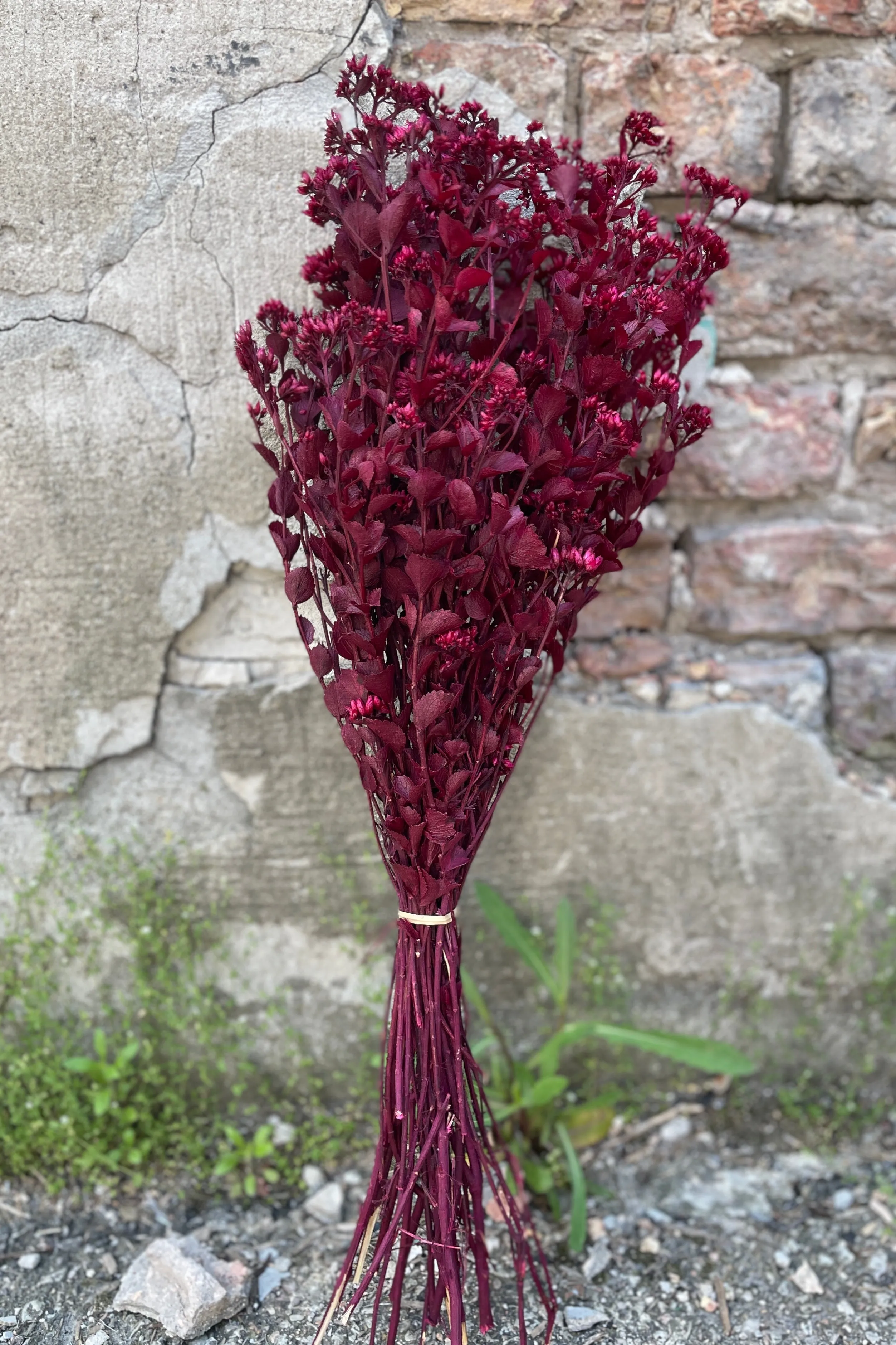 Chuvisco Fuchsia Color Preserved Bunch