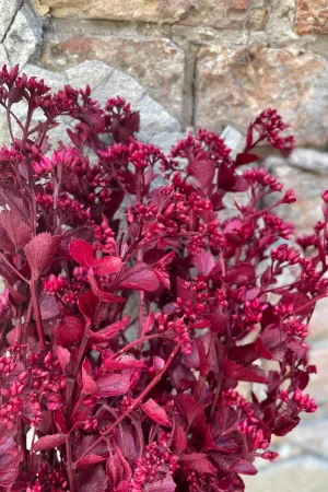 Chuvisco Fuchsia Color Preserved Bunch indoor houseplants  