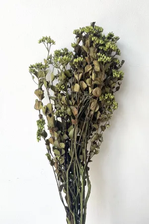 Chuvisco Green Color Preserved Bunch indoor houseplants  