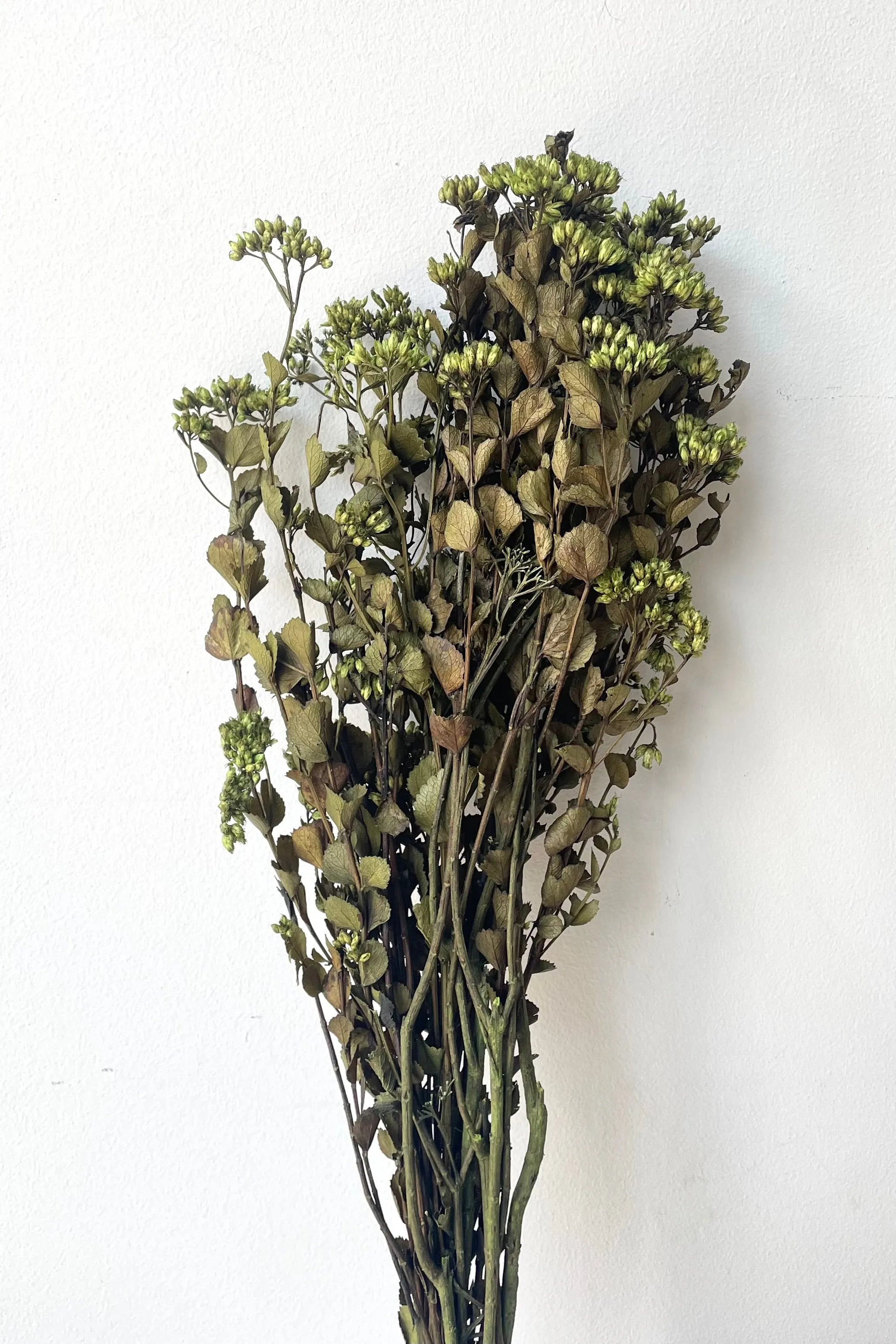 Chuvisco Green Color Preserved Bunch indoor houseplants  