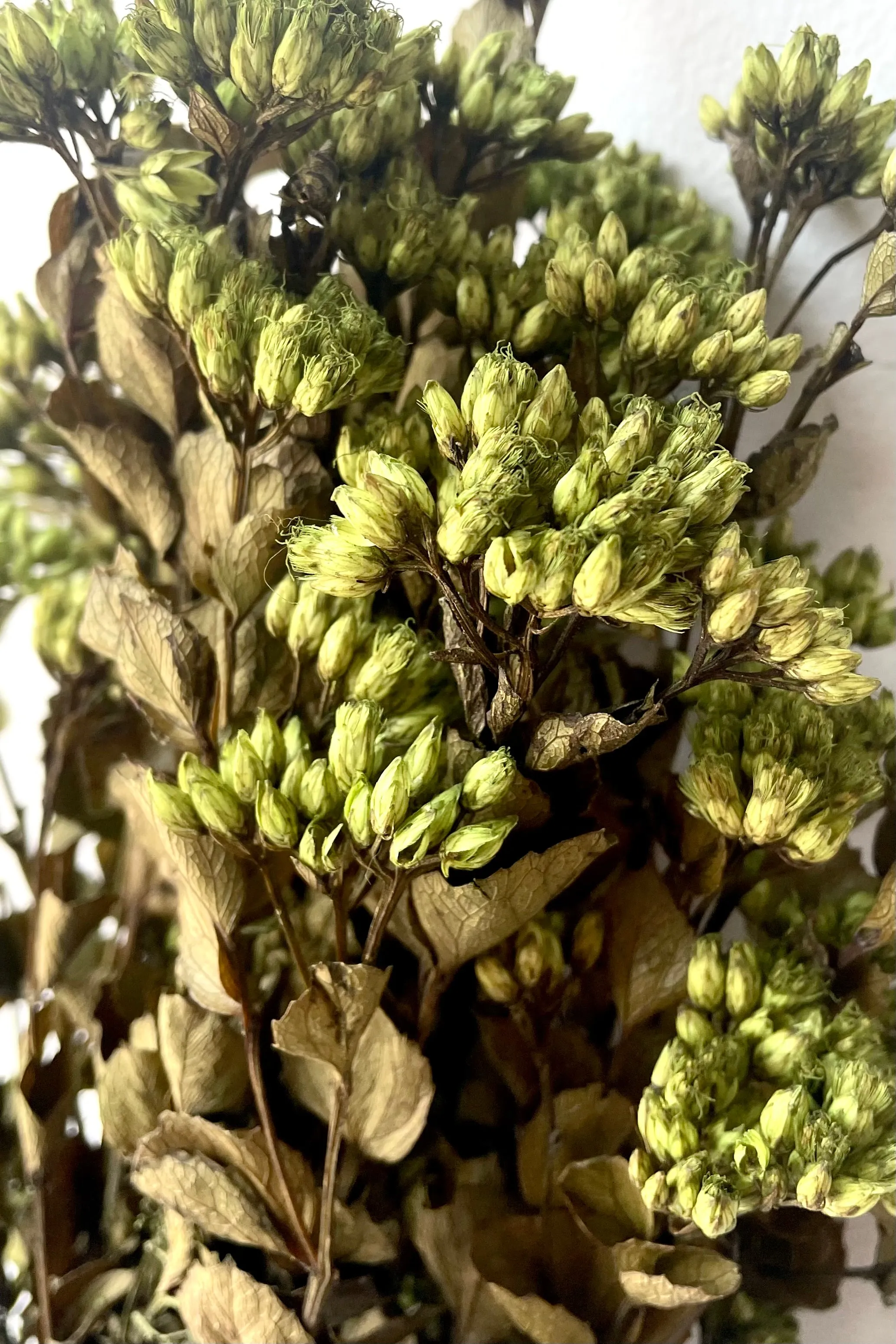 Chuvisco Green Color Preserved Bunch
