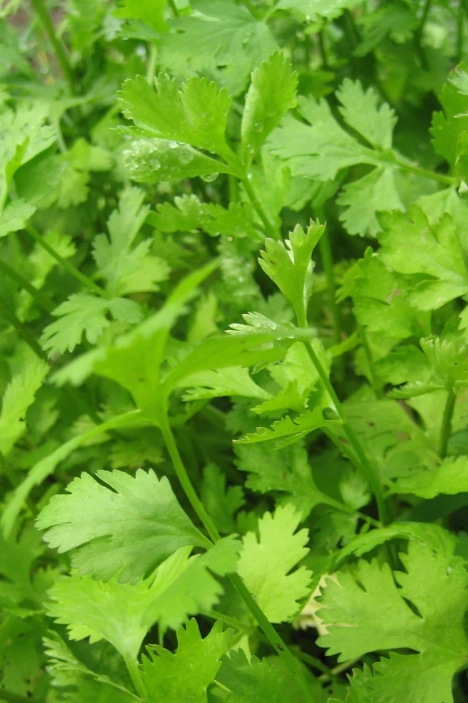 Cilantro Seeds Art Pack