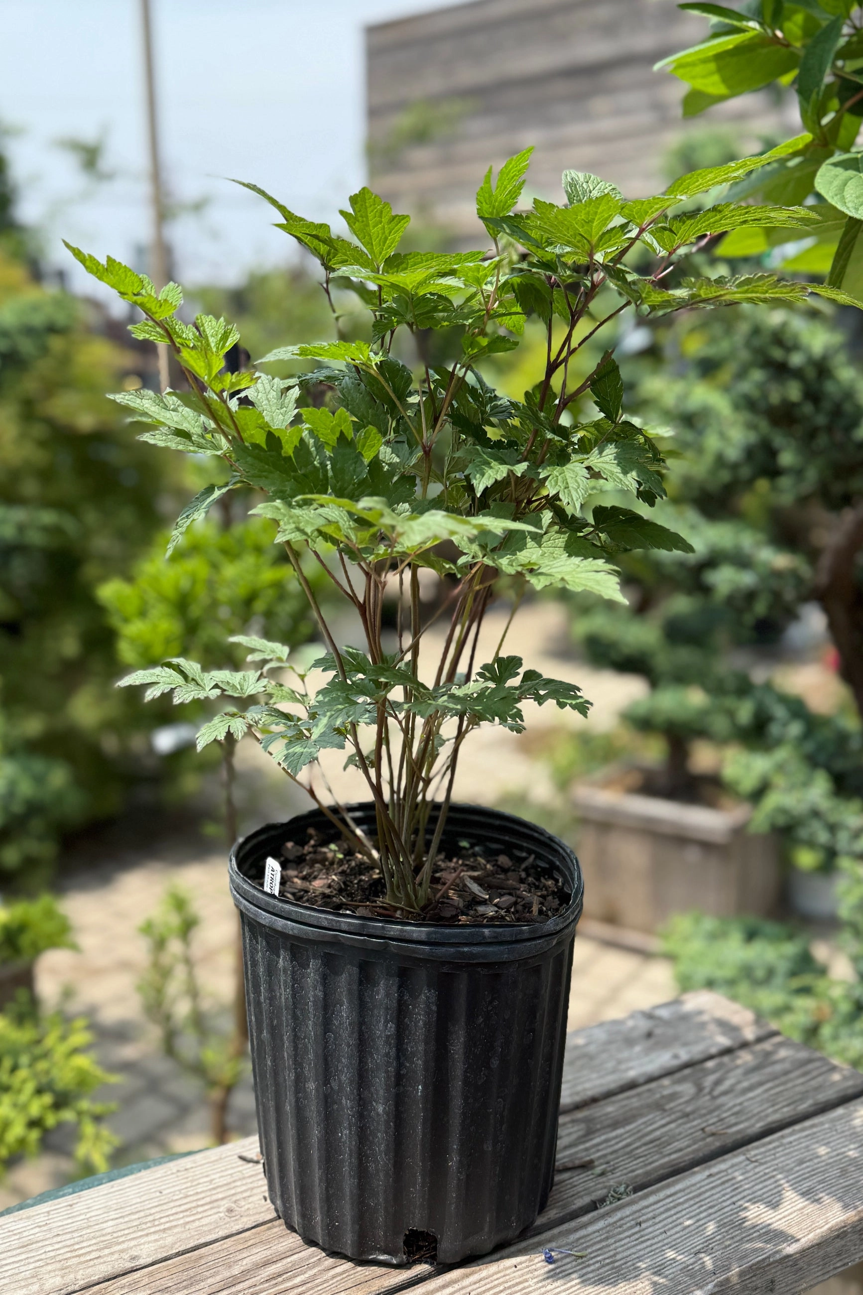 Cimicifuga racemosa 'Atropurpurea' #2