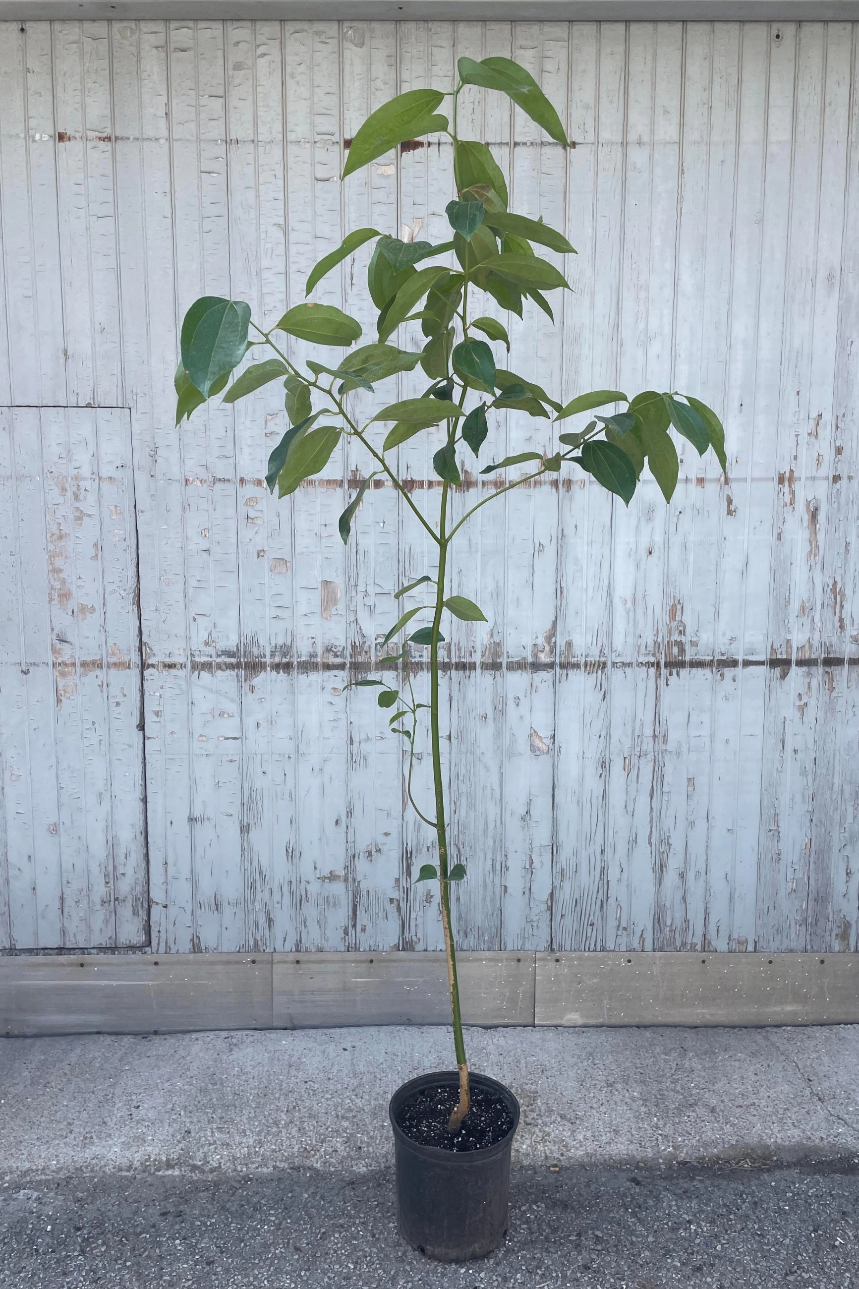 Cinnamomum verum "Cinnamon Tree" 10"