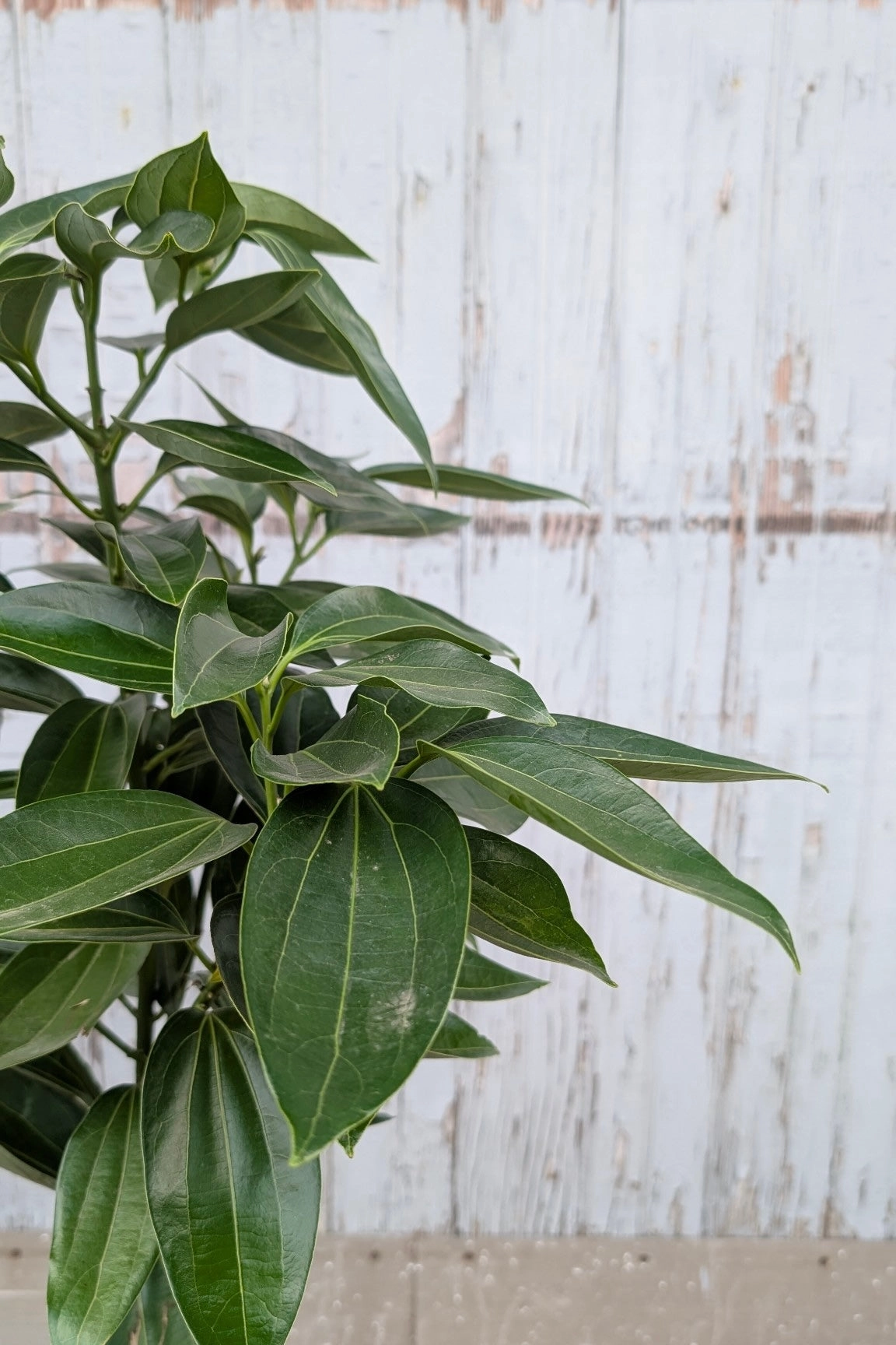 Cinnamomum verum "Cinnamon Tree" 10" medium flower pot  