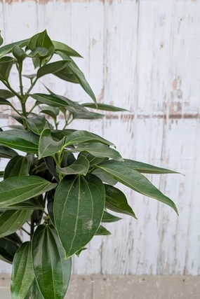 Cinnamomum verum "Cinnamon Tree" 10" medium flower pot  