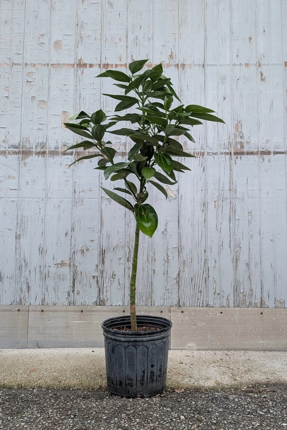 Cinnamomum verum "Cinnamon Tree" 10"