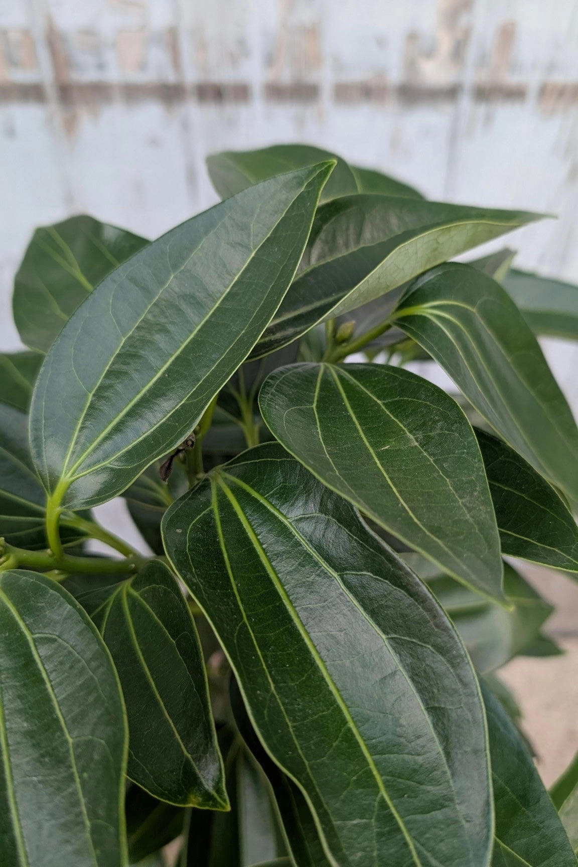 Cinnamomum verum "Cinnamon Tree" 10"