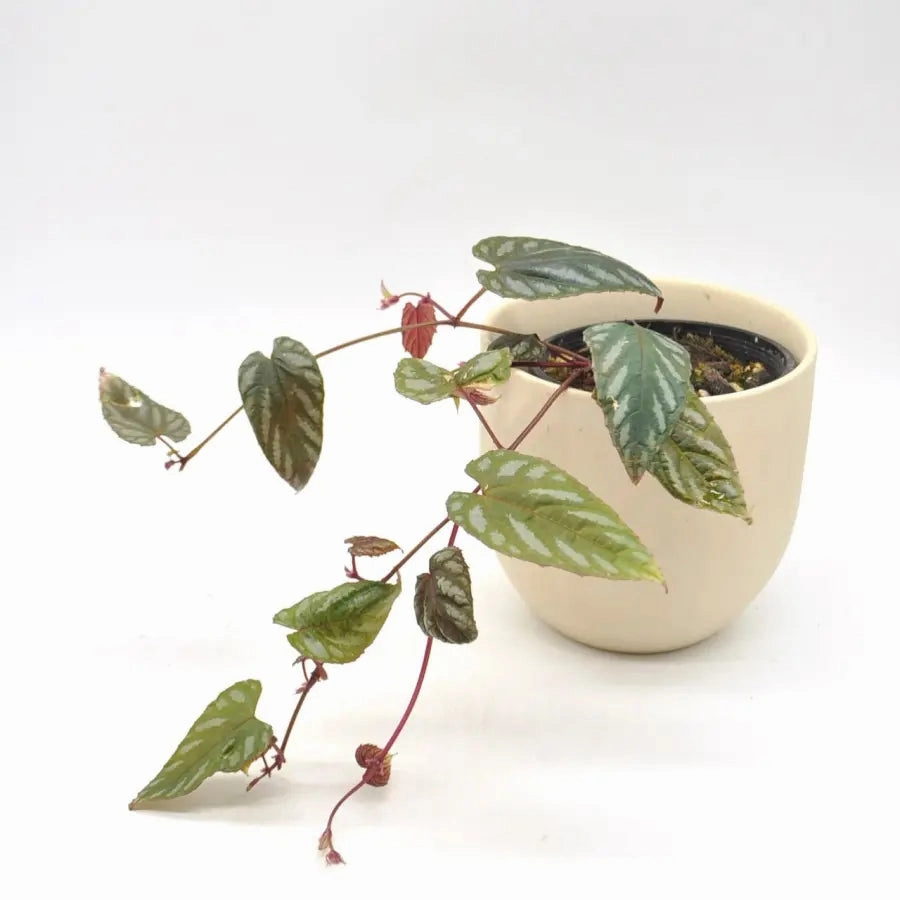 Cissus Discolour large flower pot  