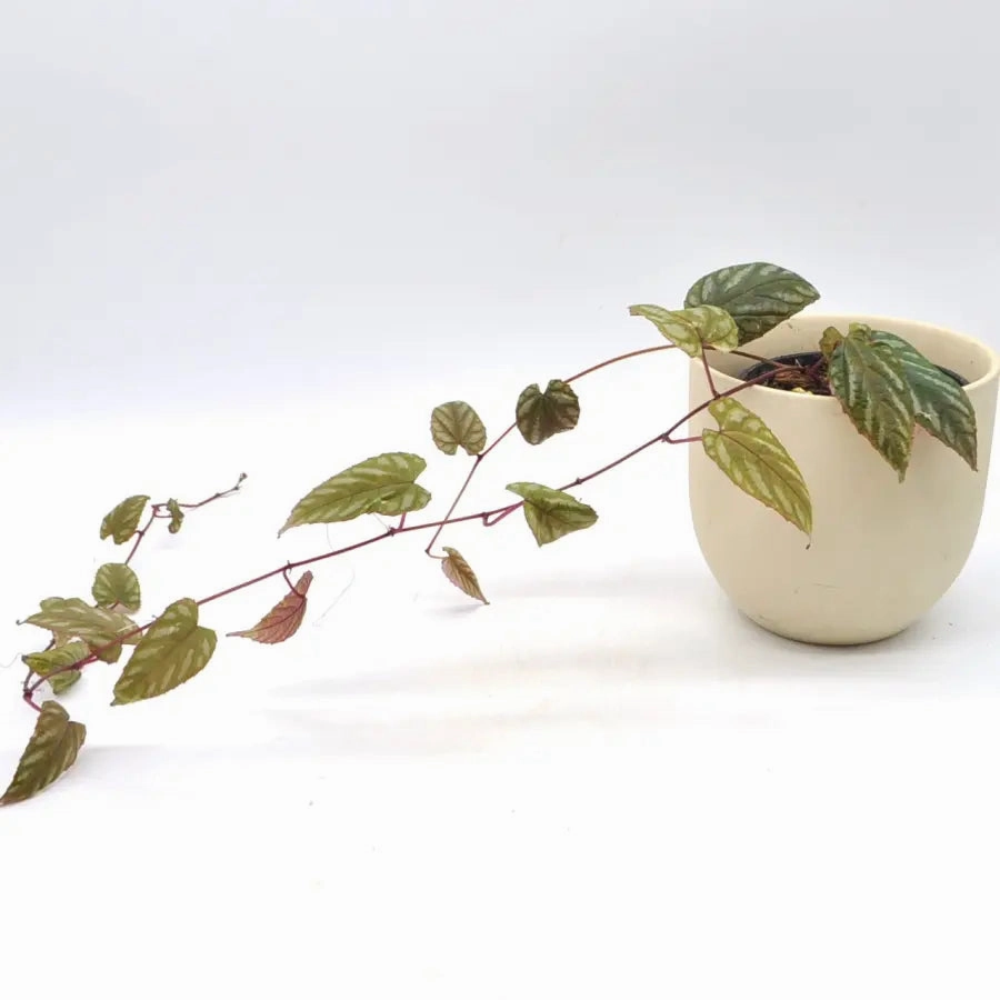 Cissus Discolour