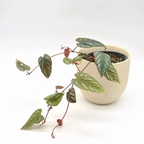 Cissus Discolour large flower pot  