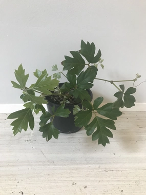 Cissus rhombifolia 'Ellen Danica' small flower pot  