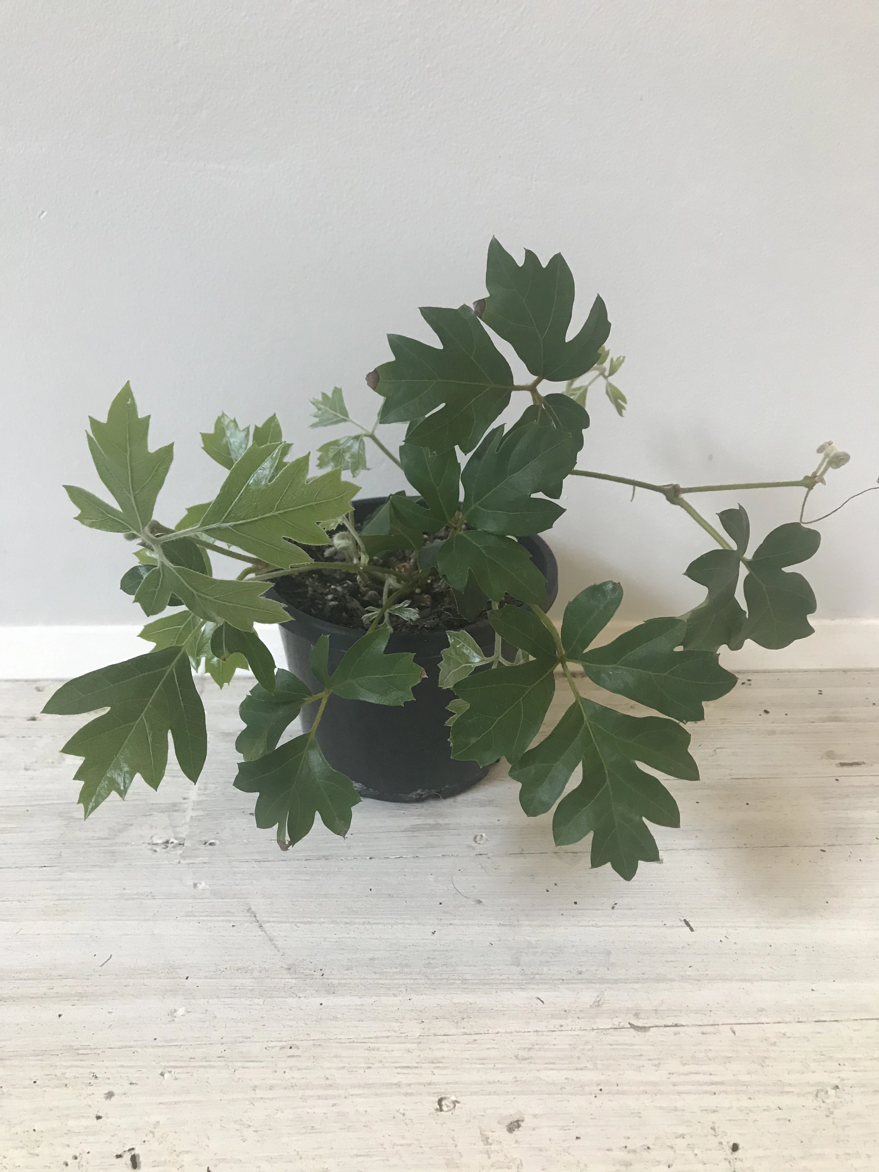 Cissus rhombifolia 'Ellen Danica' small flower pot  