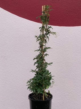 Cissus striata small flower pot  