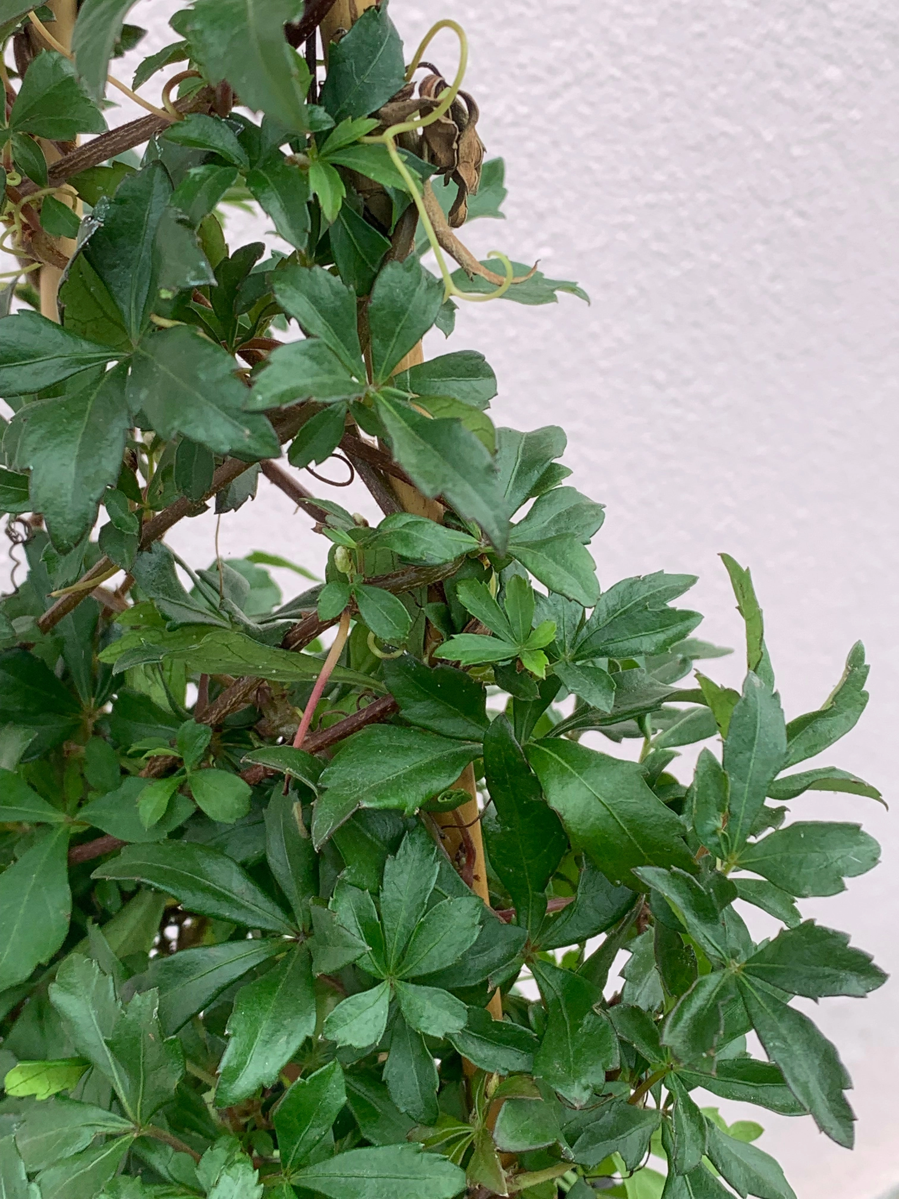 Cissus striata