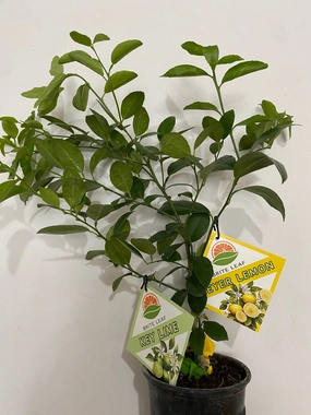 Citrus 'Cocktail Tree' small flower pot  