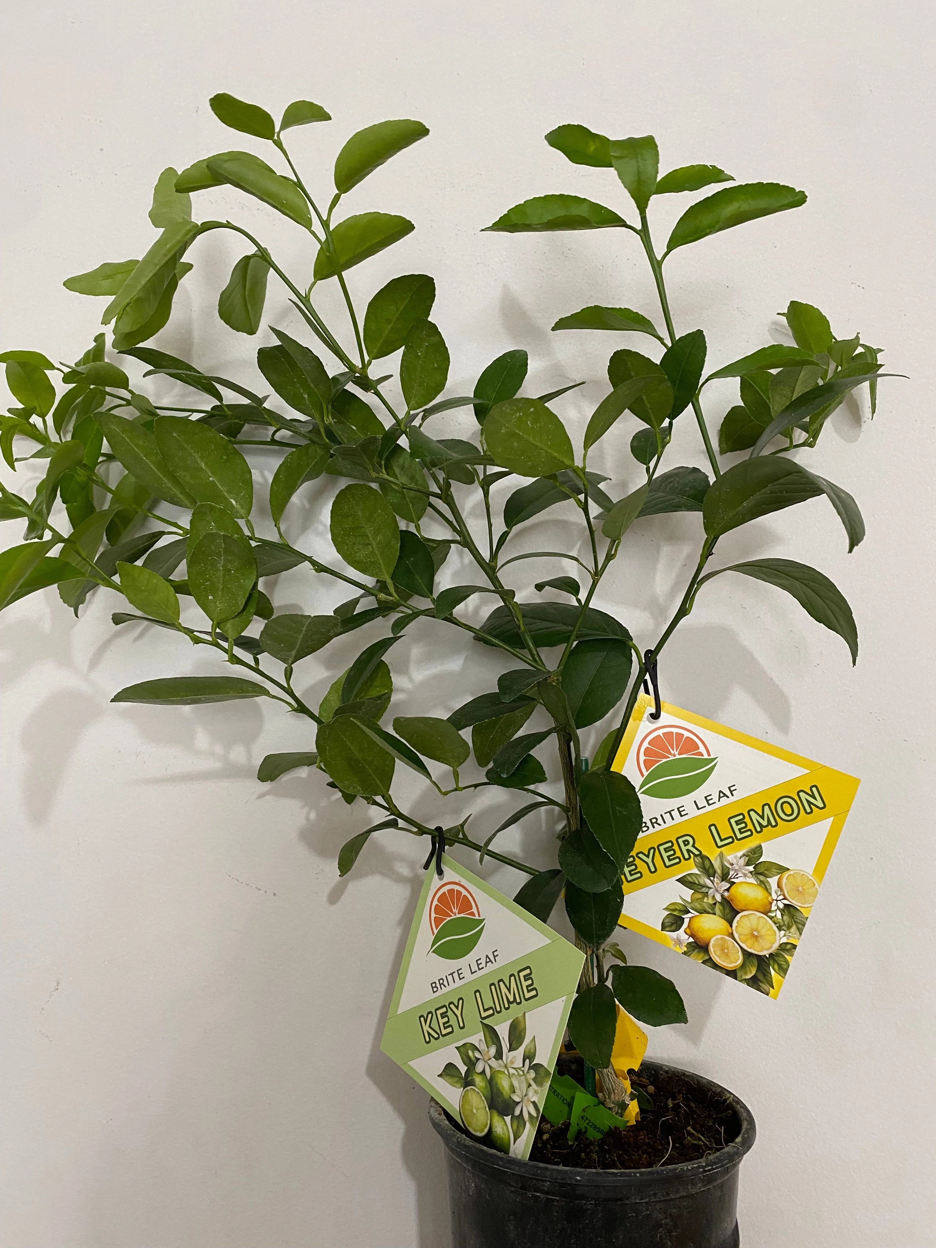 Citrus 'Cocktail Tree' small flower pot  