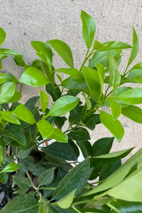 Citrus x microcarpa "Calamondin Orange" 8" medium flower pot  