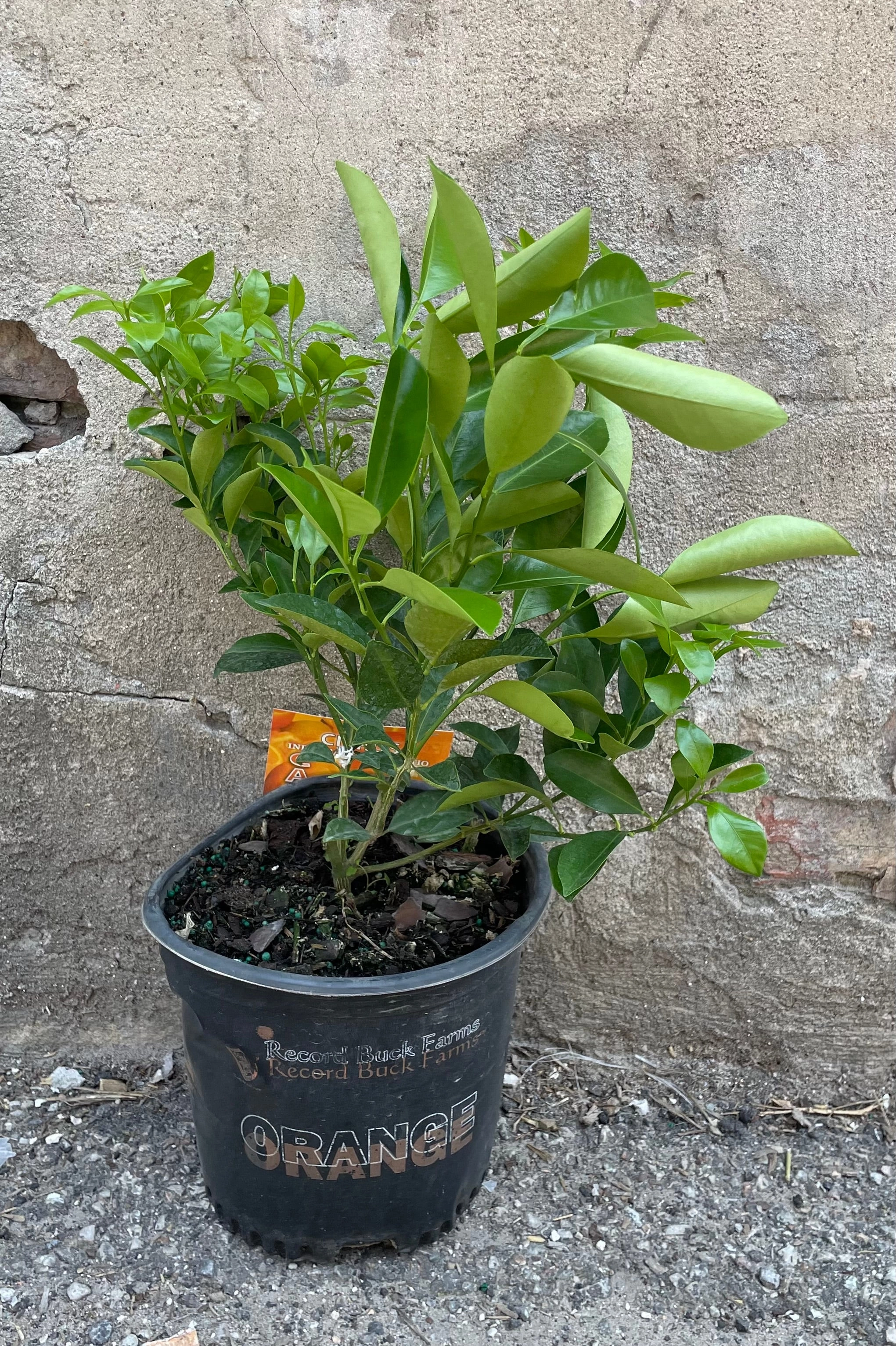 Citrus x microcarpa "Calamondin Orange" 8"