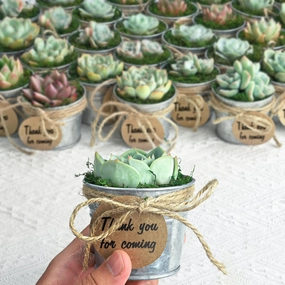 Classic Delicate Metal Bucket Succulent Favors (Tag Custom Supported) mini ornamental plant  