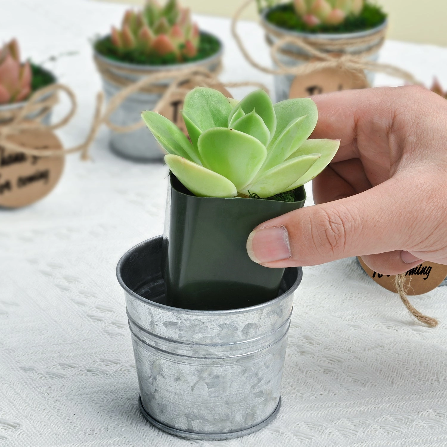 Classic Delicate Metal Bucket Succulent Favors (Tag Custom Supported)