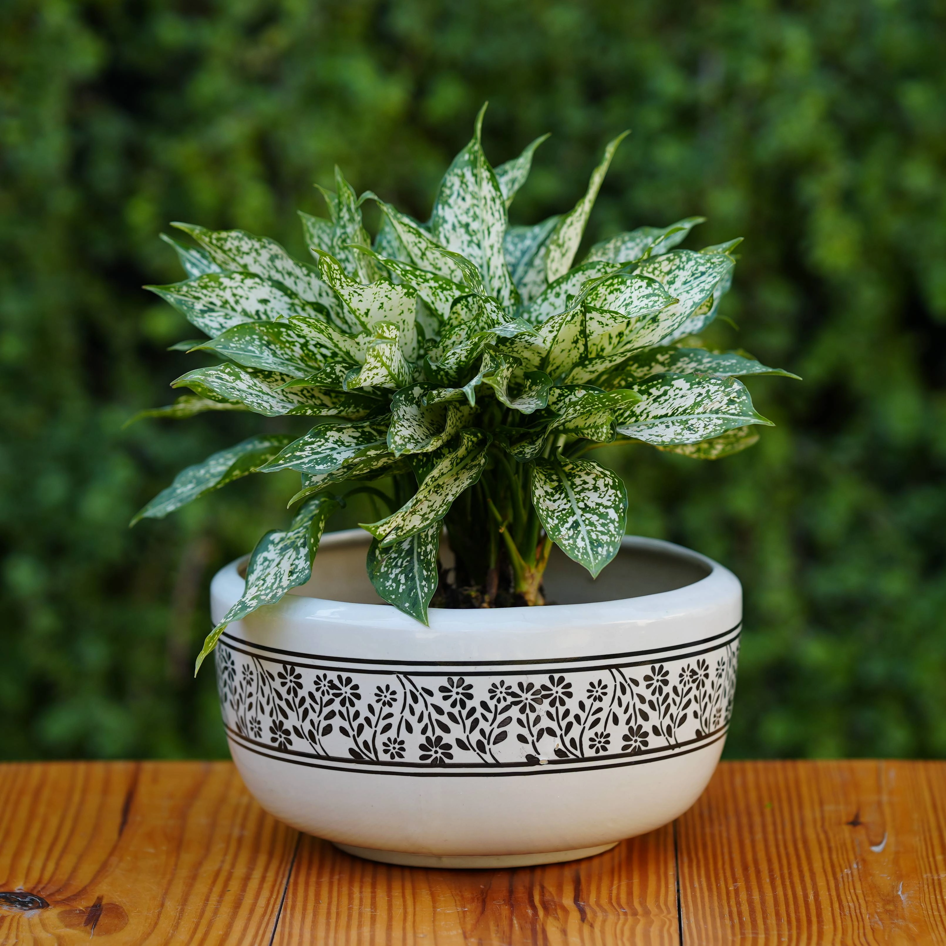 Classic White Ceramic Planter with Decorative Black Filigree