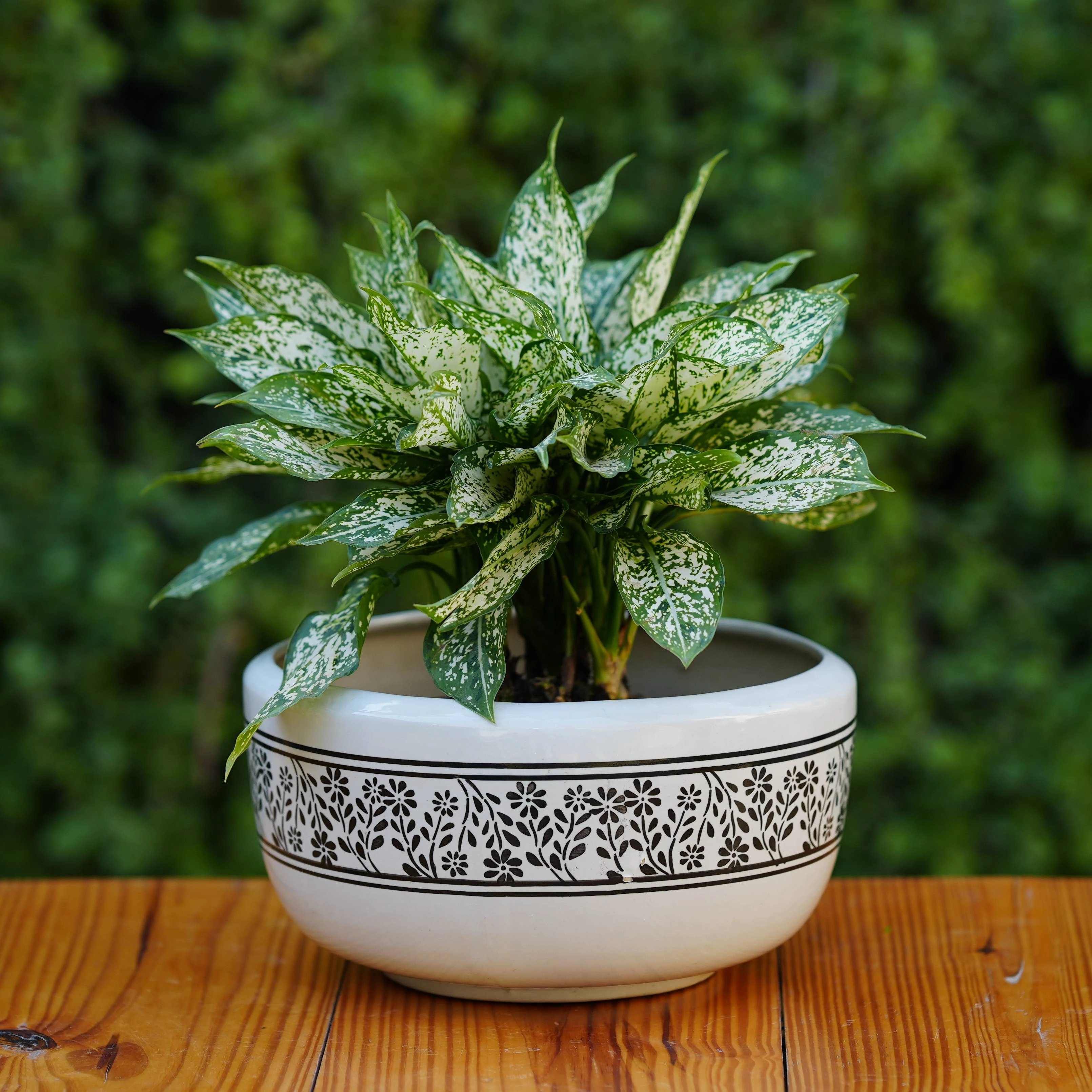 Classic White Ceramic Planter with Decorative Black Filigree