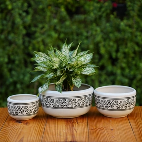 Classic White Ceramic Planter with Decorative Black Filigree cactus succulent plant  