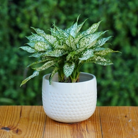 Classic White Ceramic Planter with Dimpled Texture shade perennial  