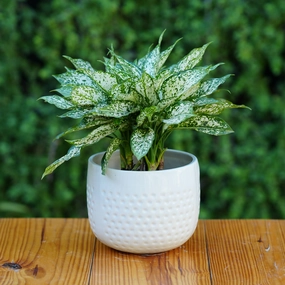 Classic White Ceramic Planter with Dimpled Texture hanging green plant  