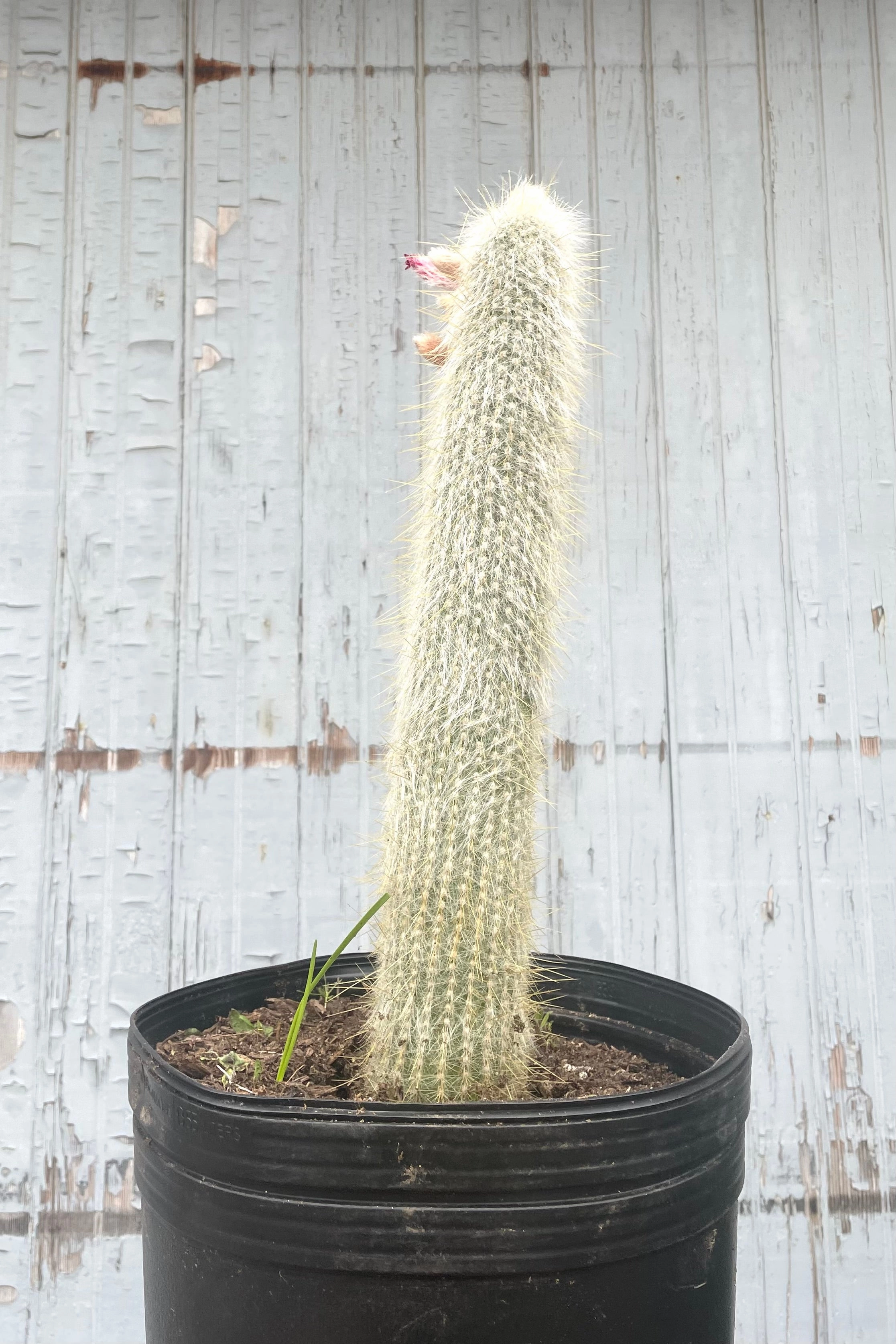 Cleistocactus strausii #5