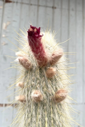 Cleistocactus strausii #5 medium flower pot  