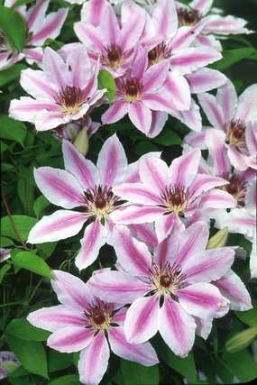 Clematis 'Nelly Moser' #1 decorative flowerpot  