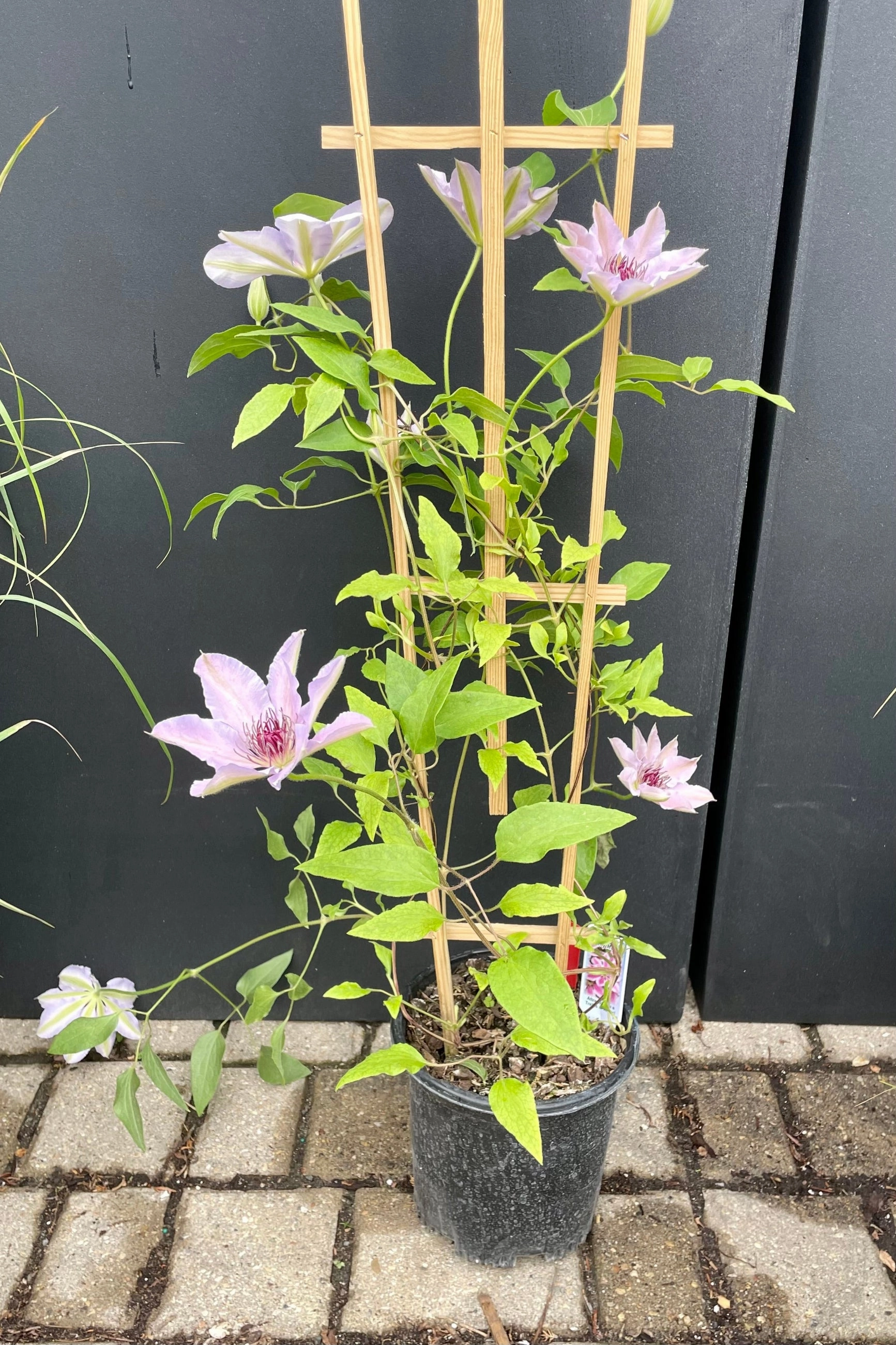 Clematis 'Nelly Moser' #1