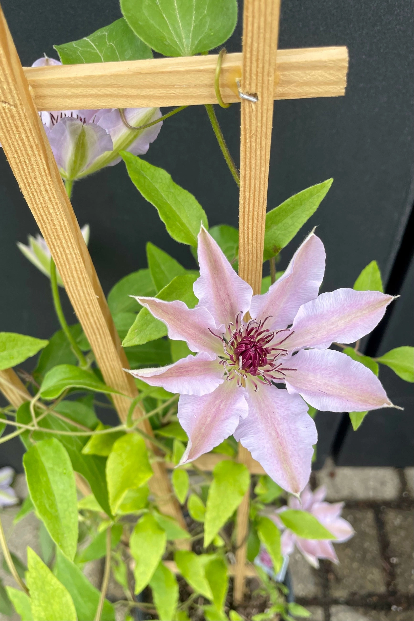 Clematis 'Nelly Moser' #1