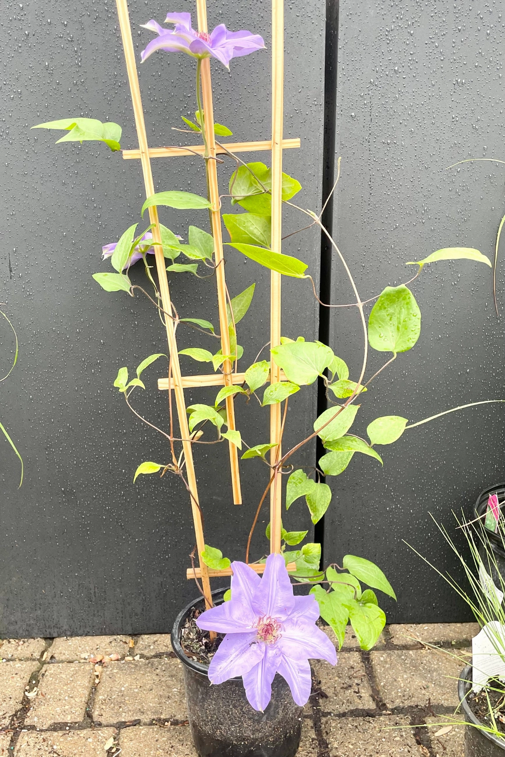Clematis 'Ramona' #1