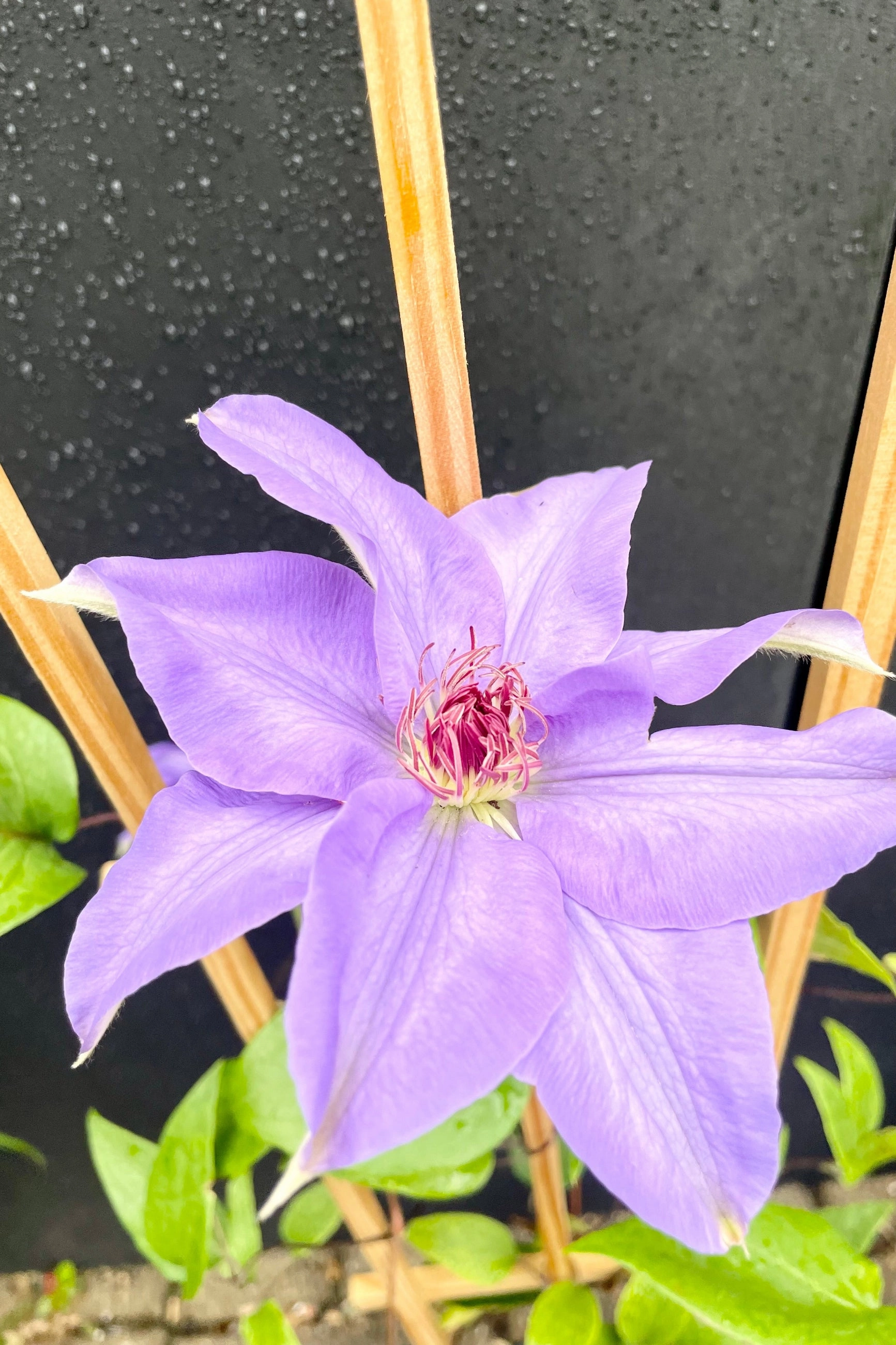 Clematis 'Ramona' #1