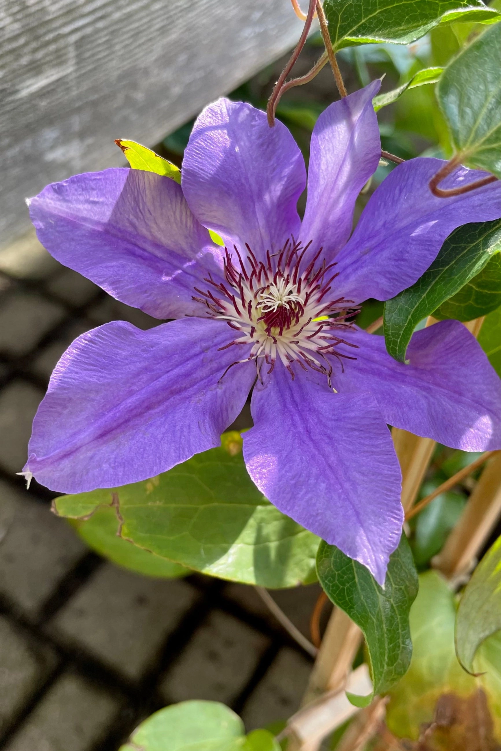 Clematis 'Ramona' #1 decorative flowerpot  